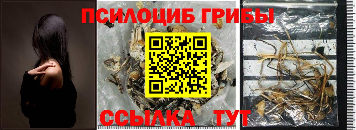 Галлюциногенные грибы Psilocybine cubensis Бузулук